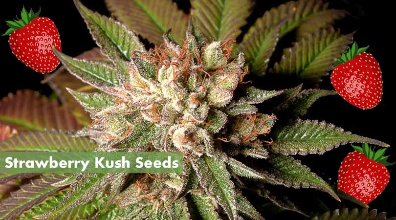 Strawberry Kush Seeds Cover Photo