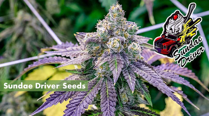 Sundae Driver Seeds Cover Photo