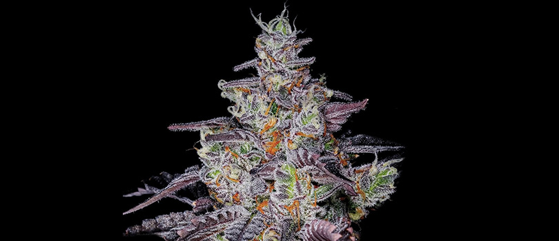 Sundae Driver Seeds Strain Description