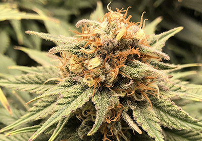 Sunset Sherbet High THC Feminized Cannabis Seeds