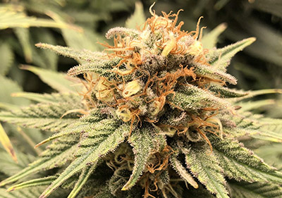 Sunset Sherbet Feminized Cannabis Indica Seeds