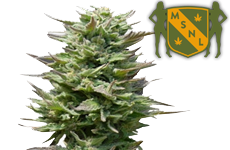 Sunset Sherbet Feminized Seeds MSNL