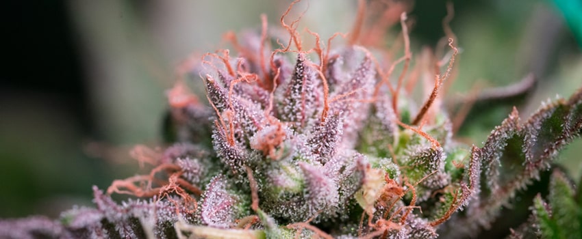 Sunset Sherbet Seeds Strain Description