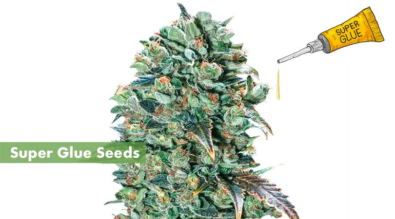 Super Glue Seeds Cover Photo