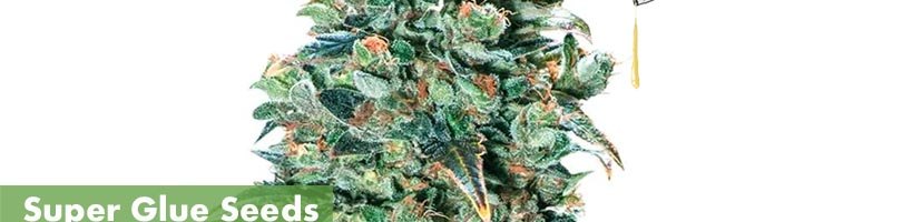 Super Glue Seeds Featured Image