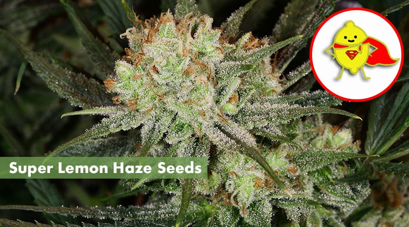 Super Lemon Haze Seeds Main Photo