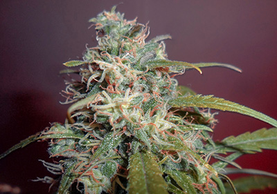 The Best Feminized Cannabis Seeds - Super Silver Haze Feminized Seeds