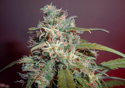 Super Silver Haze Feminized Sativa Seeds MSNL Photo