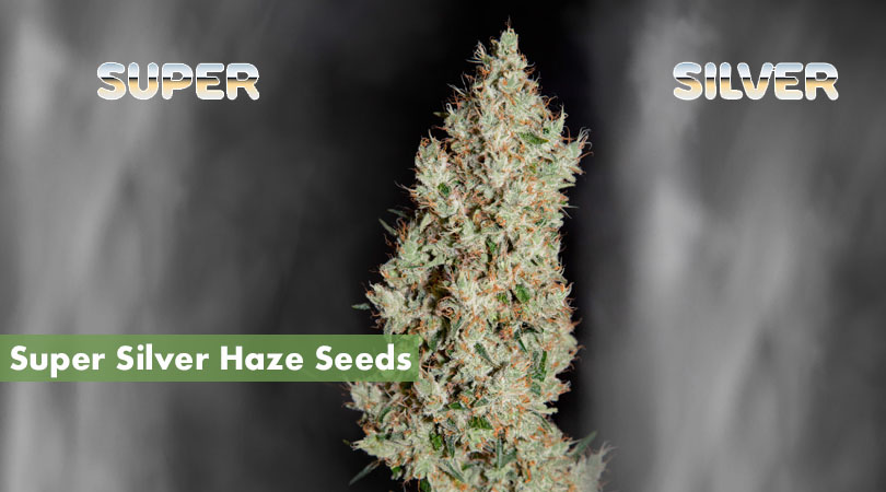 Super Silver Haze Seeds Main Photo