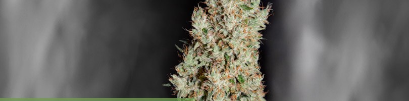 Super Silver Haze Seeds Featured Image