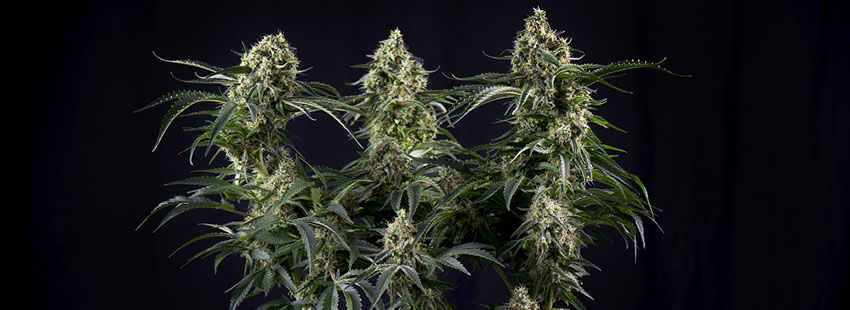 Super Silver Haze Seeds Strain Description