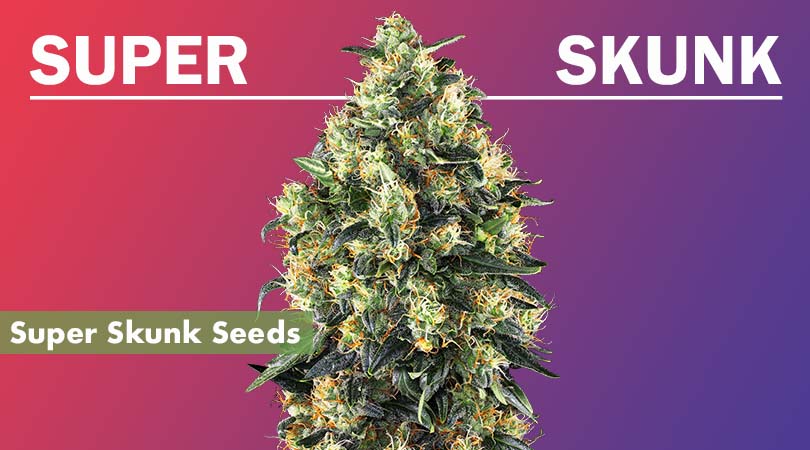 Super Skunk Seeds Cover Photo