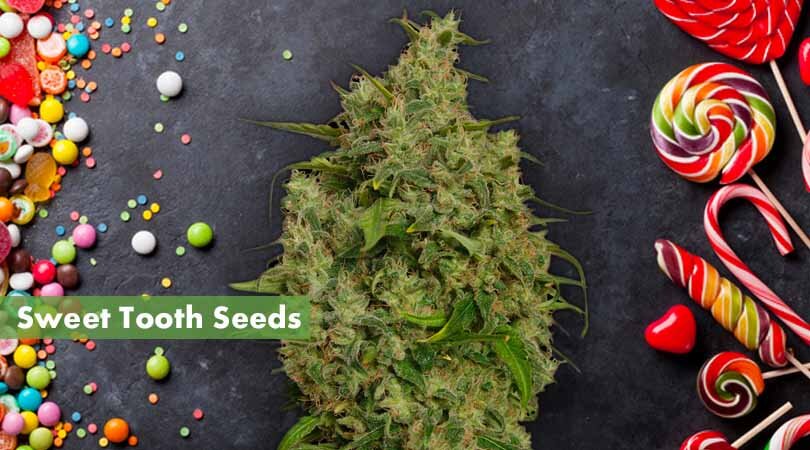 Sweet Tooth Seeds Cover Photo