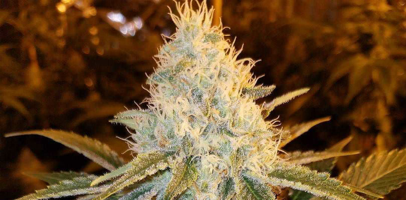 THC Bomb Feminized Seeds