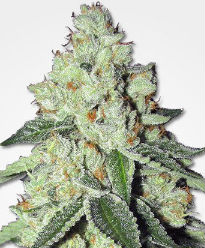 THC Snow Feminized Seeds