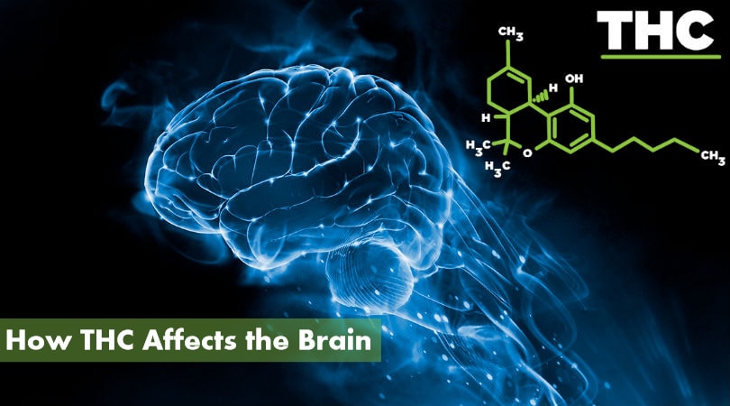 How THC Affects the Brain