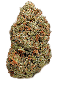 Tahoe OG Seeds Bud