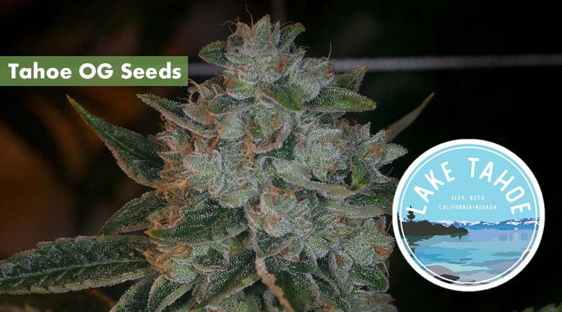 Tahoe OG Seeds Cover Photo