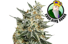 Tangie Feminized Seeds CKS