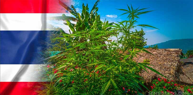 Thailand Cannabis