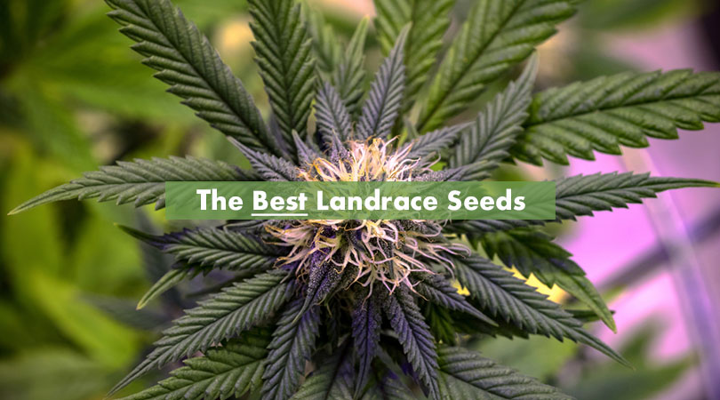 The Best Landrace Seeds Cover Photo