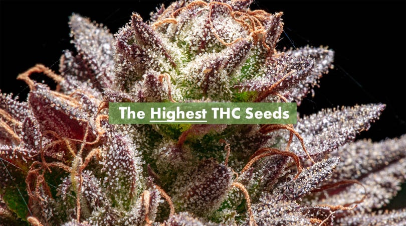 The Highest THC Seeds Cover Photo