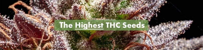 The Highest THC Seeds Featured Image