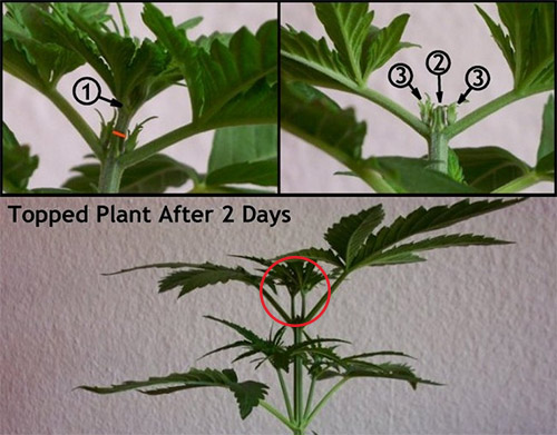 Topping Cannabis Cut Guide