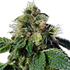 Trainwreck Feminized Cannabis Seeds