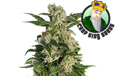 Trainwreck Feminized Seeds Crop King Seeds
