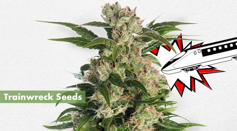 Trainwreck Seeds Cover Photo