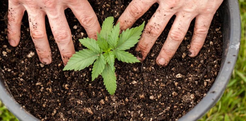 Transplant Cannabis Seedlings
