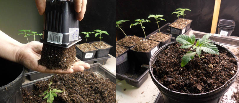 Transplanting Cannabis Seedling in Soil
