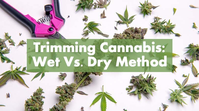 Trimming Cannabis Cover Photo