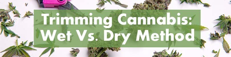 Trimming Cannabis Featured Image