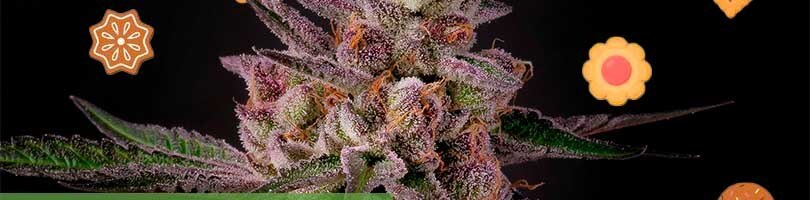 Tropicana Cookies Seeds Featured Image