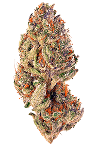 Tropicana Cookies Weed Bud