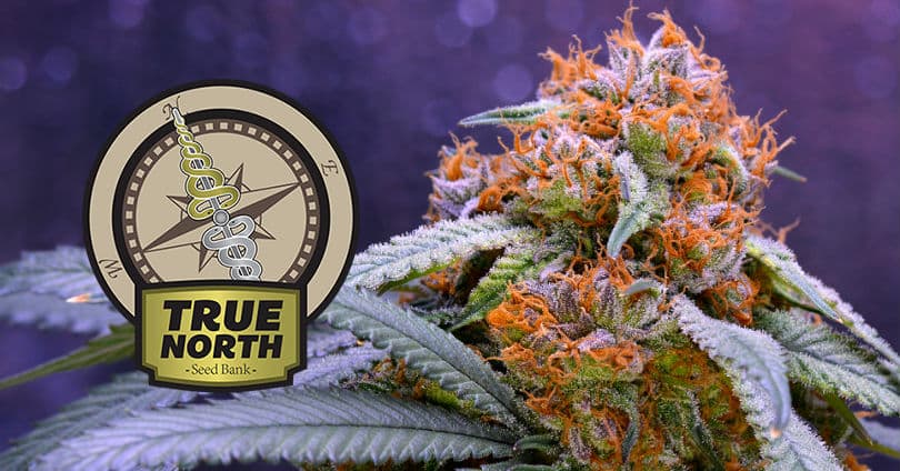 True North Seed Bank Review - What's Behind Their Bad Reputation?