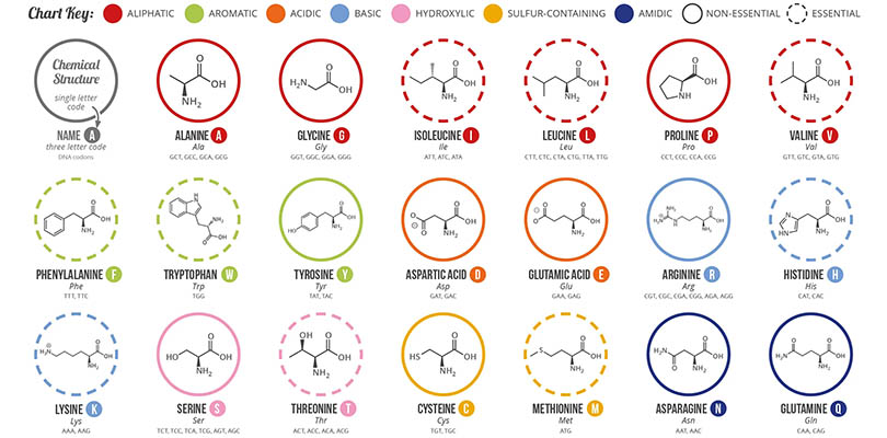 Twenty Common Amino Acids