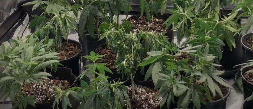 Under watered cannabis plants