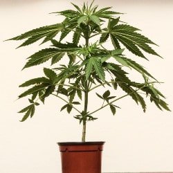 Vegetative Stage of Cannabis Plant