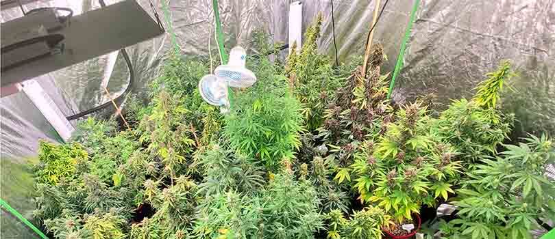 Vivosun Grow Tent Cannabis