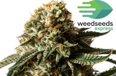 WSE Berners Cookies Feminized Seeds