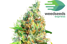 WSE Bubblegum Feminized Seeds