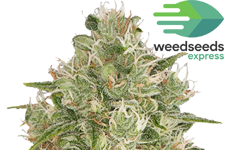WSE Power Kush Feminized Seeds