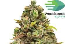 WSE Sexxpot Feminized Seeds