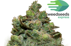 WSE Swiss Cheese Feminized Seeds