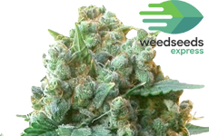 WSE White Russian Feminized Seeds
