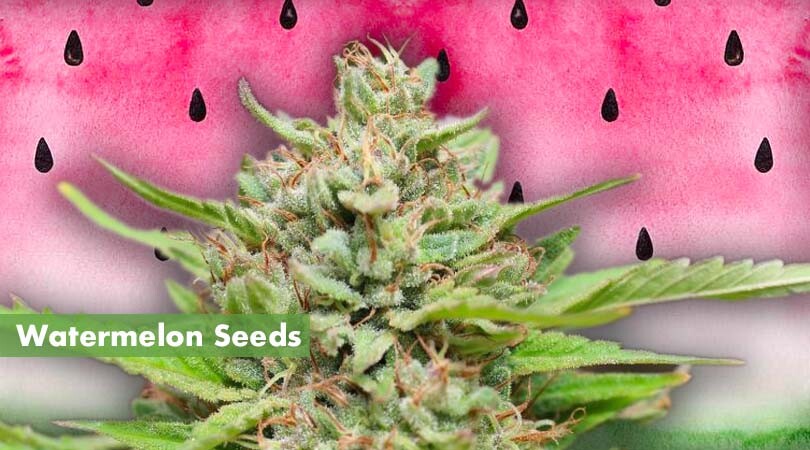 Watermelon Seeds Cover Photo