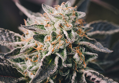 Wedding Cake Feminized Indica Seeds